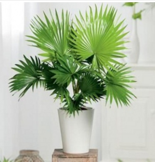 Table Palm